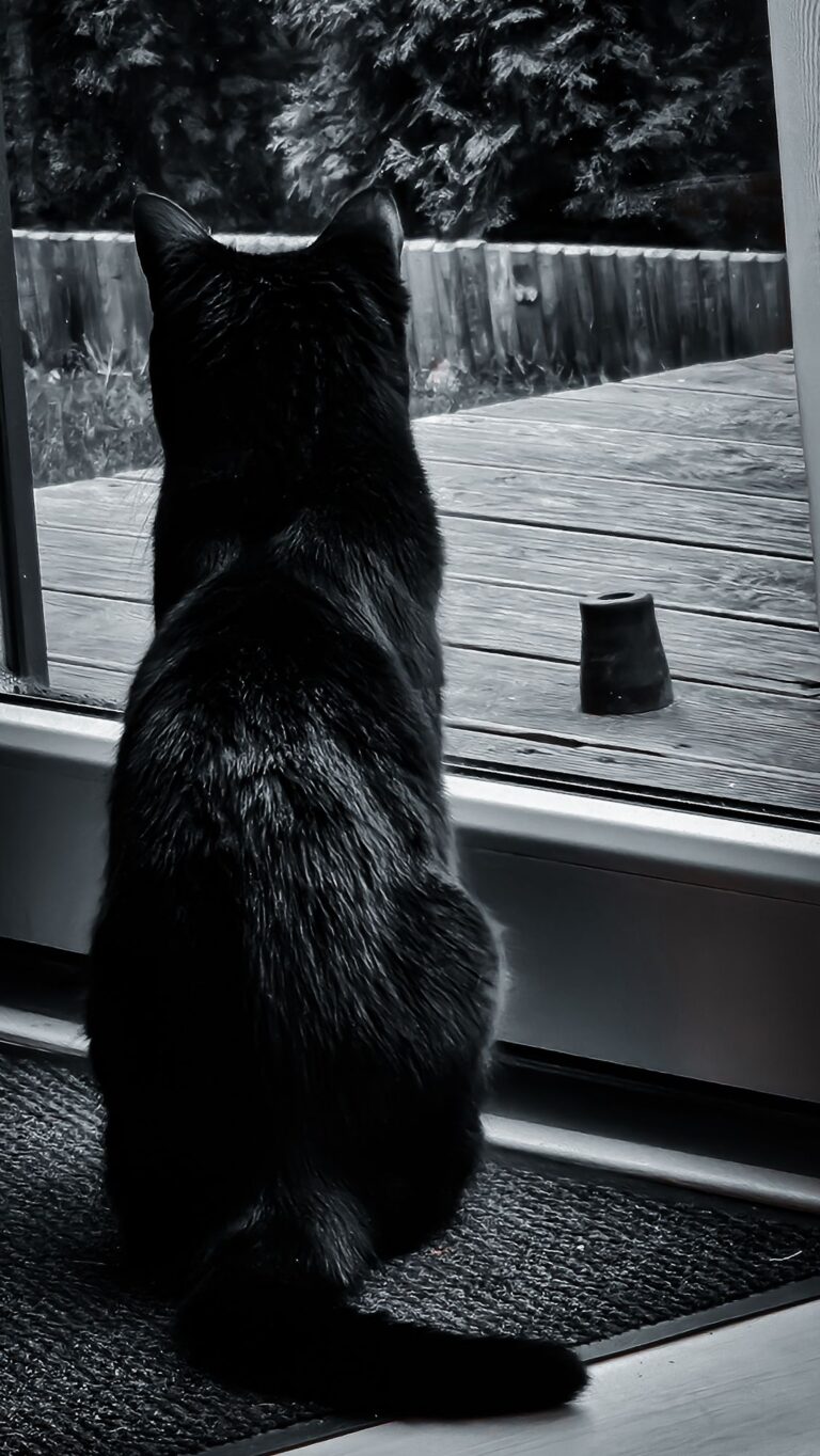 wp-17735028448591316188494484130214