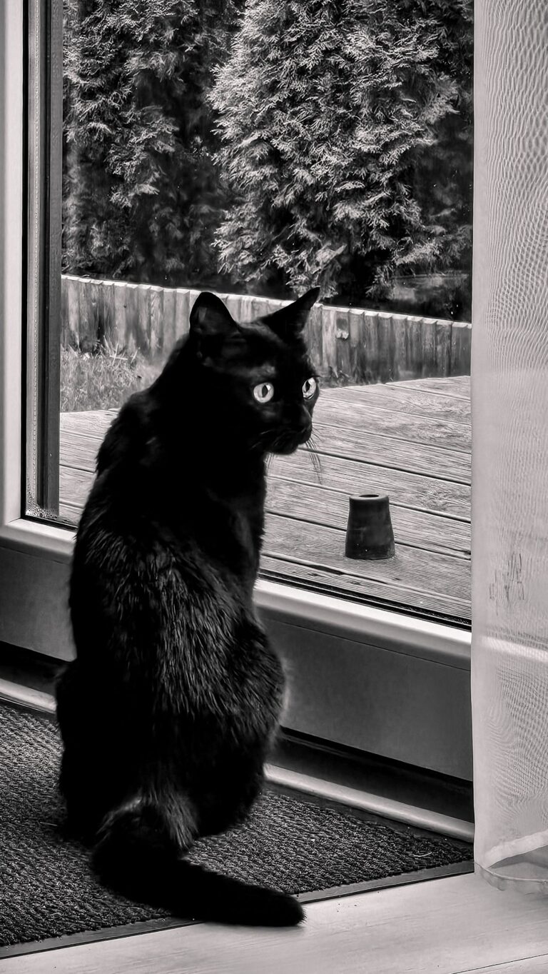 wp-17735029029055984582193893865856