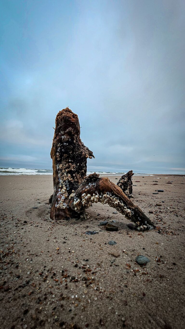 wp-17735029036038305089316281135292